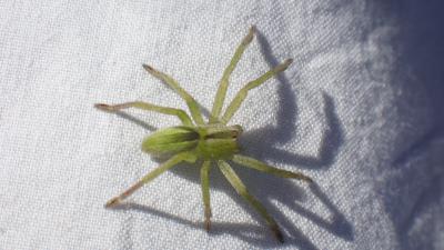  Micrommata ligurinum (C. L. Koch, 1845)