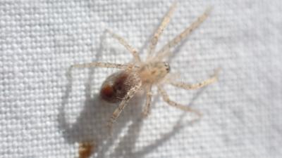  Anyphaena Sundevall, 1833
