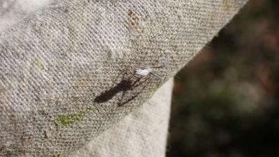 Ulobore de Walckenaer Uloborus walckenaerius Latreille, 1806