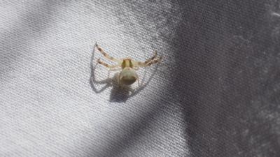 Thomise replet Thomisus onustus Walckenaer, 1805