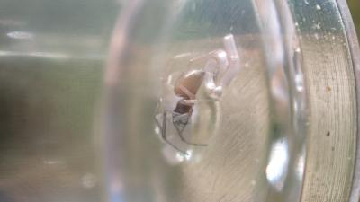  Agyneta rurestris (C. L. Koch, 1836)