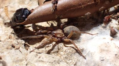  Nomisia 