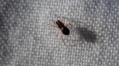  Parapelecopsis nemoralis (Blackwall, 1841)
