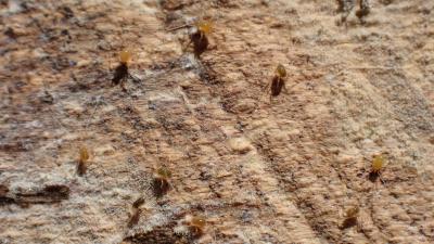  Linopodes