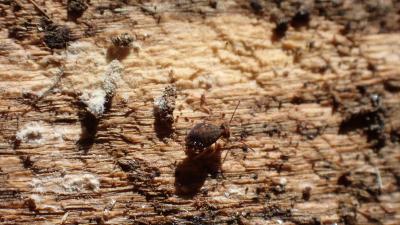  Dicyrtoma fusca (Lubbock, 1873)