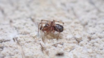  Enoplognatha mandibularis (Lucas, 1846)