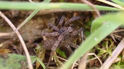 Araignée Clotho Uroctea durandi (Walckenaer in Latreille, 1809)