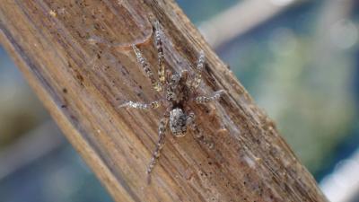  Arctosa lacustris (Simon, 1876)