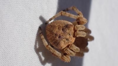  Neoscona subfusca (C.L. Koch, 1837)