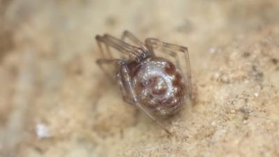  Steatoda 