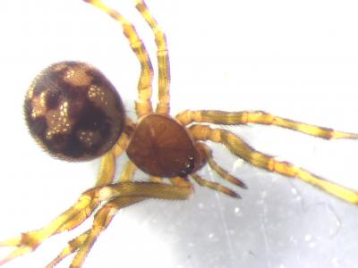  Steatoda triangulosa (Walckenaer, 1802)