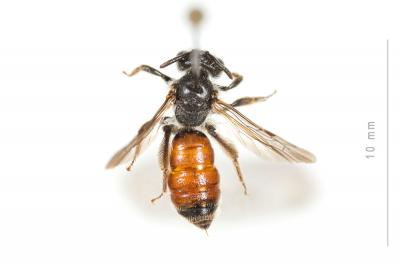  Andrena labiata Fabricius, 1781