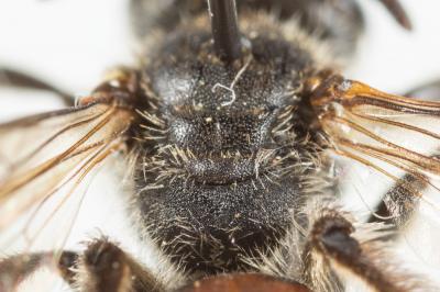  Andrena labiata Fabricius, 1781