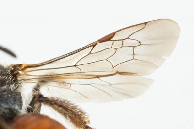  Andrena labiata Fabricius, 1781