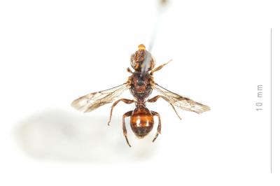  Nomada bluethgeni Stoeckhert, 1943