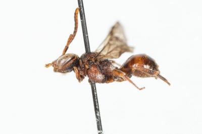  Nomada bluethgeni Stoeckhert, 1943
