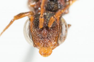  Nomada bluethgeni Stoeckhert, 1943