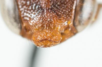  Nomada bluethgeni Stoeckhert, 1943