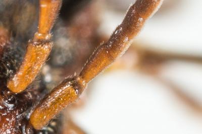  Nomada bluethgeni Stoeckhert, 1943
