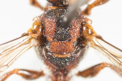 Nomada bluethgeni Stoeckhert, 1943
