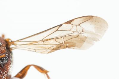  Nomada bluethgeni Stoeckhert, 1943