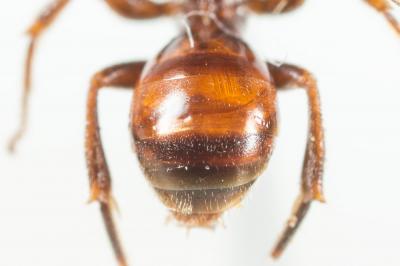  Nomada bluethgeni Stoeckhert, 1943