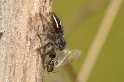 Saltique sanguinolent Philaeus chrysops (Poda, 1761)