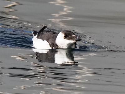 Petit pingouin, Pingouin torda Alca torda Linnaeus, 1758