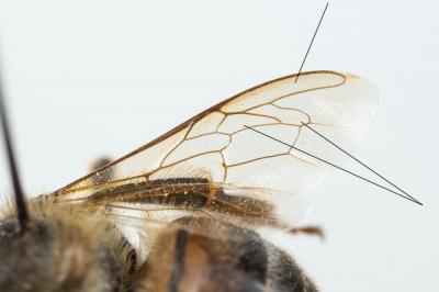  Apis Linnaeus, 1758
