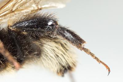  Bombus Latreille, 1802