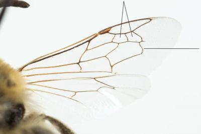  Colletes Latreille, 1802