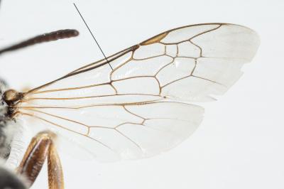  Halictus Latreille, 1804