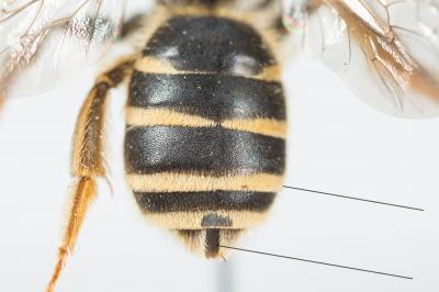  Halictus Latreille, 1804