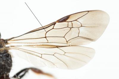  Sphecodes Latreille, 1804