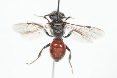  Sphecodes Latreille, 1804