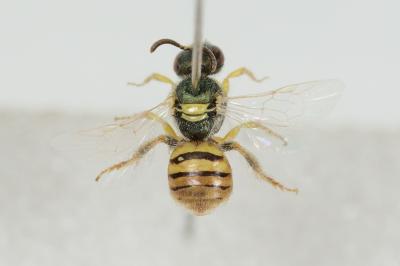  Nomioides Schenck, 1867