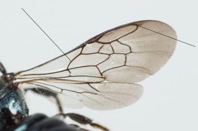  Ceratina Latreille, 1802