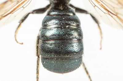  Ceratina Latreille, 1802