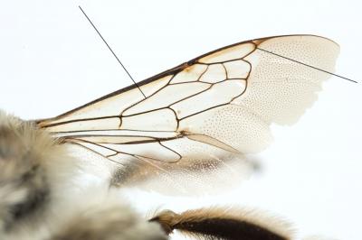  Anthophora Latreille, 1803
