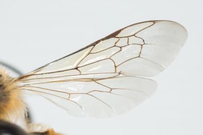  Eucera Scopoli, 1770