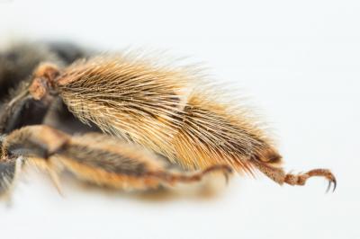  Eucera Scopoli, 1770