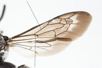  Epeolus Latreille, 1802