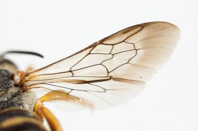  Icteranthidium Michener, 1948