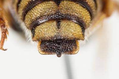 Icteranthidium Michener, 1948
