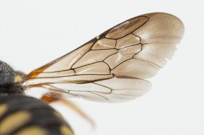  Pseudoanthidium Friese, 1898