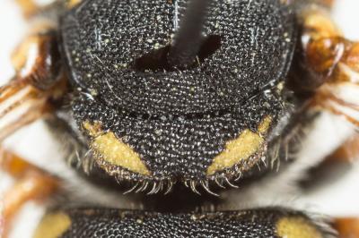  Pseudoanthidium Friese, 1898