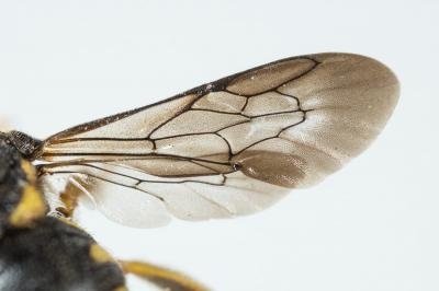  Anthidiellum Cockerell, 1904