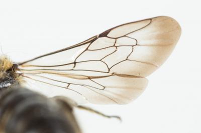  Chelostoma Latreille, 1809