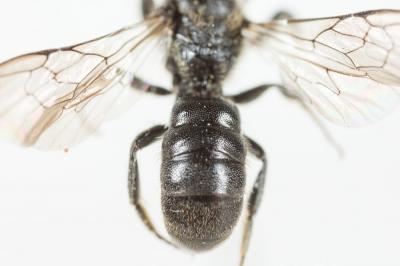  Chelostoma Latreille, 1809