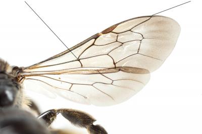  Macropis Panzer, 1809
